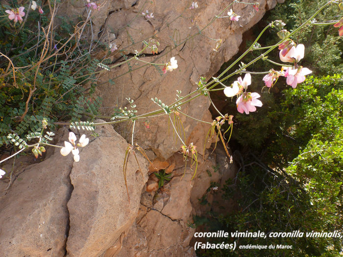 Coronille viminale, endémique du Maroc 