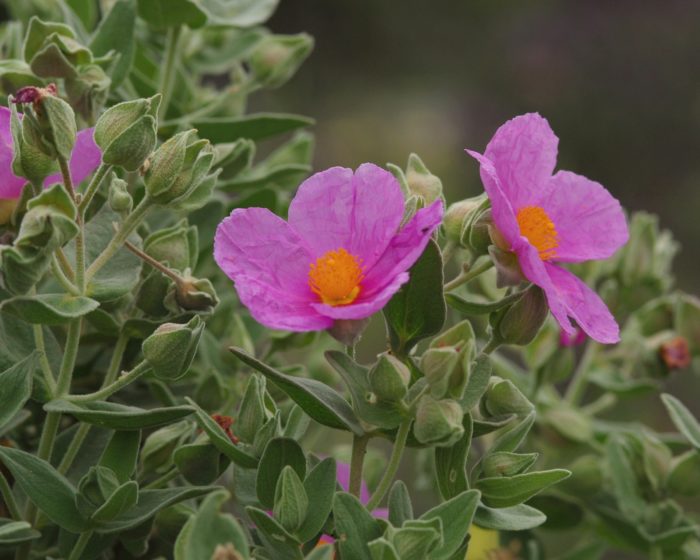 Cistus albidus L. (bdtfx) par Marc Chouillou