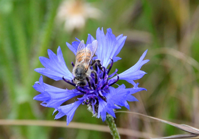 Cyanus segetum Hill par Michel Pansiot- Licence CC BY-SA Teal Botanica