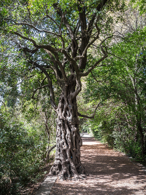 Phillyrea latifolia