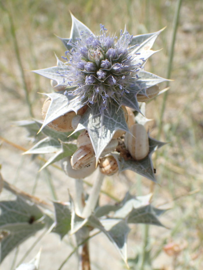 Eryngium maritimum L.