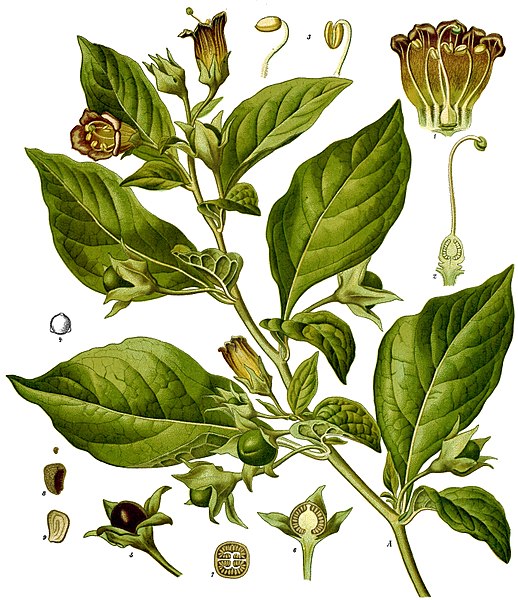 <i>Atropa belladonna</i>