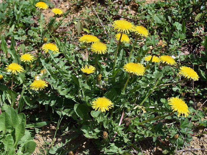 Taraxacum officinale F.H.Wigg.