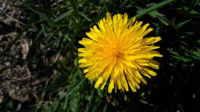 Taraxacum officinale F.H.Wigg.