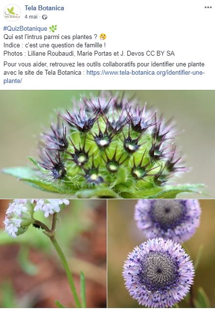 Quiz Botanique : Quelle Est Cette Plante ? #ActionBotanique – Tela Botanica