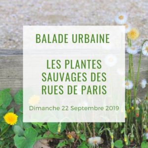 Balade urbaine Les plantes sauvages des rues de Paris avec Isabelle Desfleurs