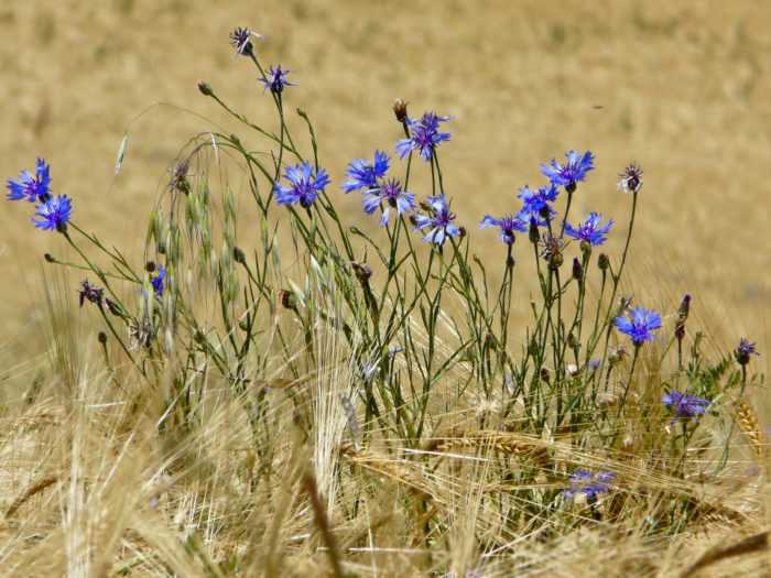 Cyanus segetum Hill