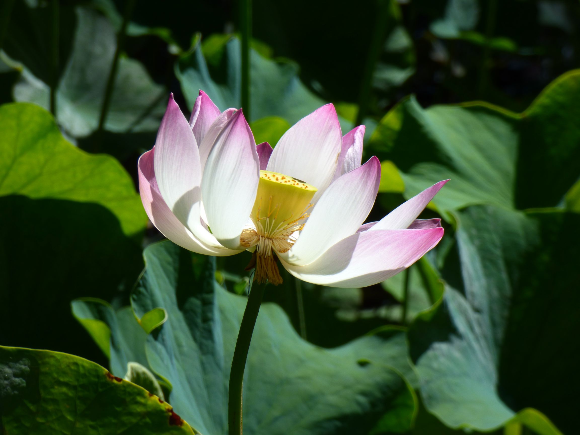 L’Éloge du lotus par Zhou Dunyi – Tela Botanica