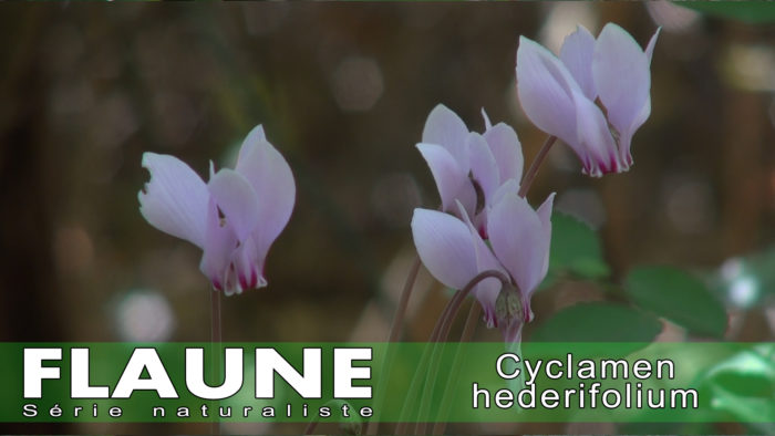 S1E09-Cyclamen hederifolium