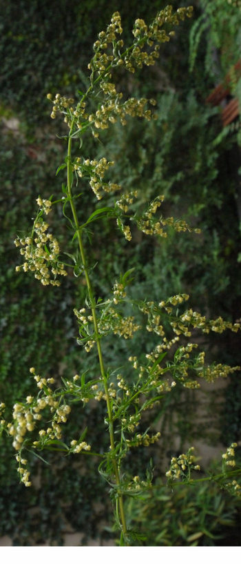 Artemisa annua