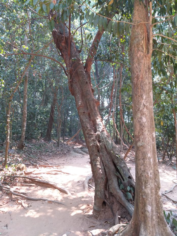 Le tronc penché sur cette photo est celui d’un spécimen de Sphaerocoryne affinis (la photo a été prise à proximité du site de Kbal Spean, dans le parc archéologique d’Angkor) – par Pascal Médeville