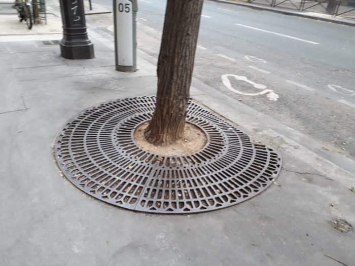 « Fact Check : Planter 170 000 Arbres à Paris En 6 Ans, Est-ce Faisable ...