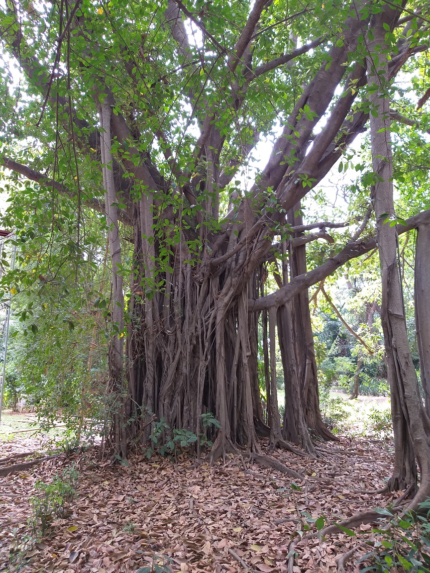 Promenade botanique dans parc l   Ambassade France Phnom Penh