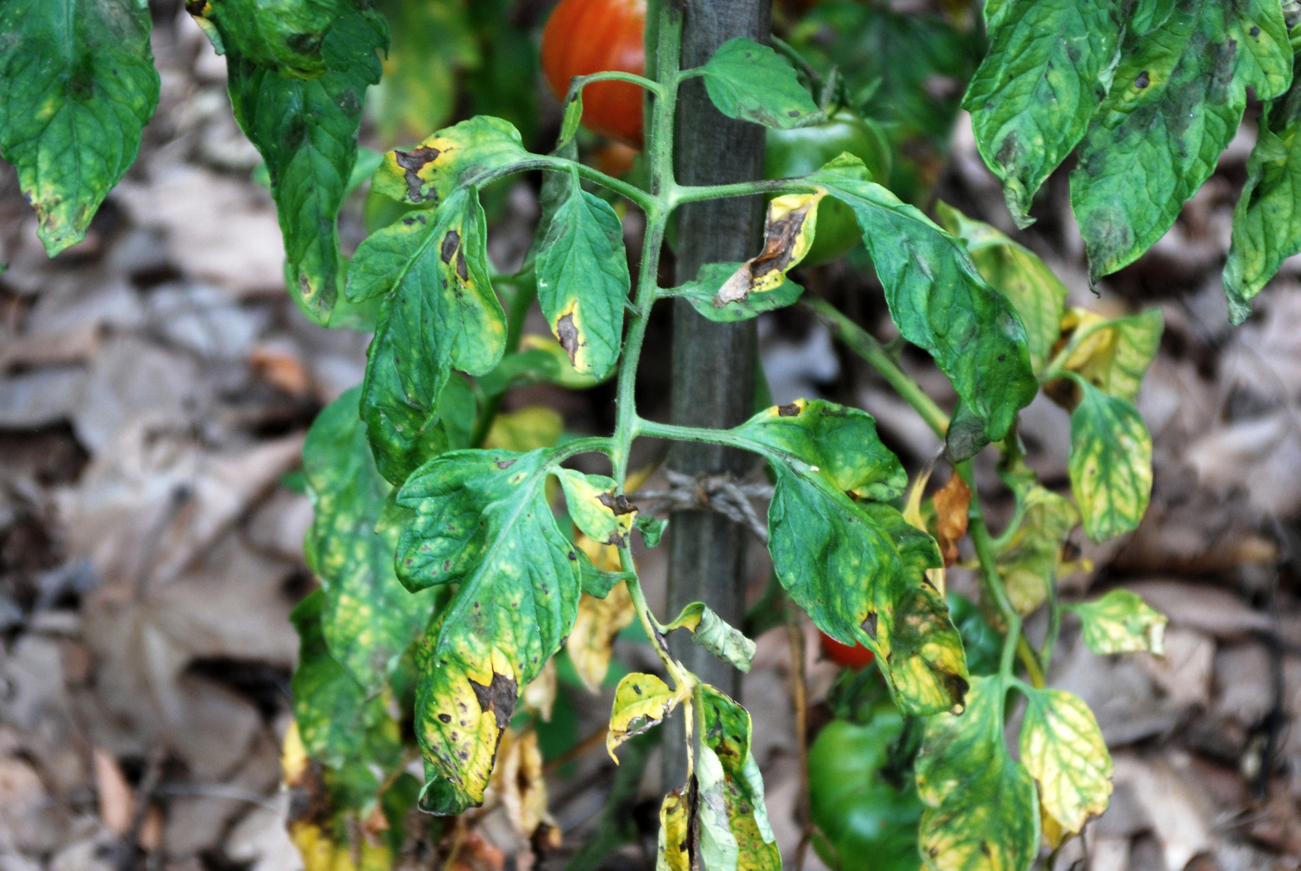 Comment savoir si tomate manque d'eau ?