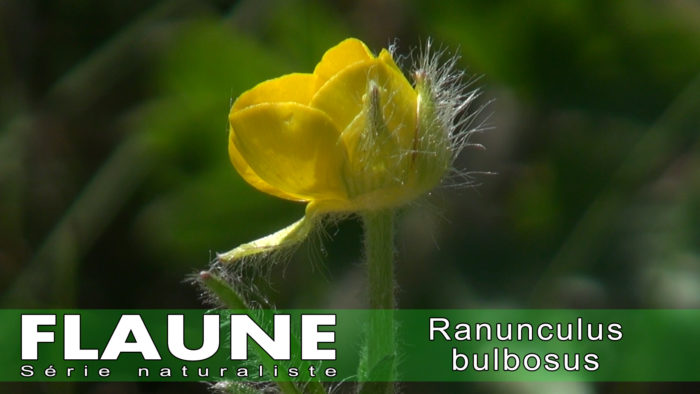 S2E04 - Ranunculus bulbosus