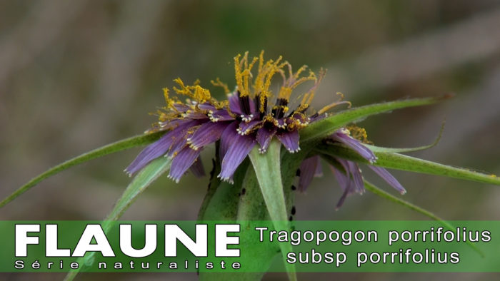 S2E05 - Tragopogon porrifolius subsp porrifolius