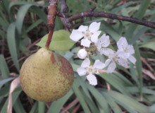 Photo d'un poirier montrant la présence d'une poire à maturité et de fleurs. Illustre une anomalie phénologique