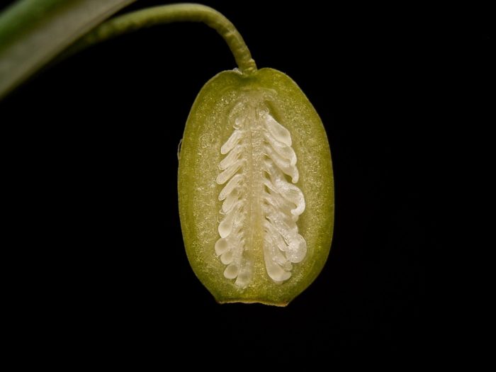 Coupe d'un ovaire de Galanthus nivalis