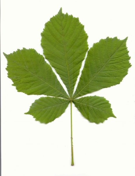 Feuille de Aesculus hippocastanum