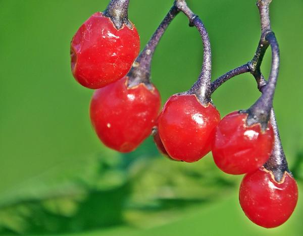 Fruit de Solanum dulcamara