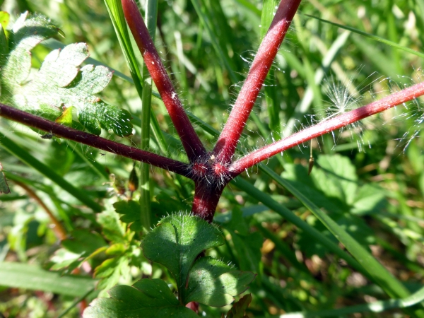 Geranium robertianum