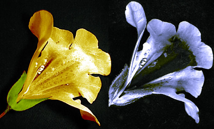 Images d'une fleur de Mimulus en lumière visible (à gauche) et en ultraviolette (à droite), montrant le guide à nectar sombre.