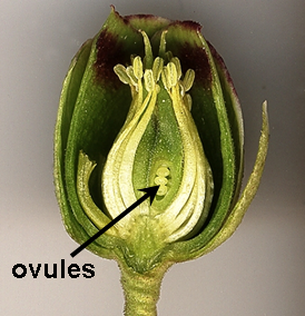 Ovules dans une fleur de Helleborus foetidus