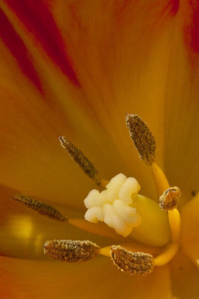 Pistil au milieu des étamines d'une tulipe