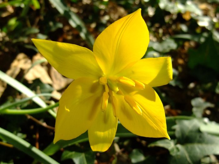 Tulipa sylvestris