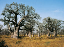 Forêt de Baobabs (Adansonia digitata) Sénégal