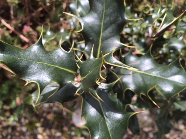 feuille de Houx (Ilex aquifolium) avec cuticule rendant la feuille brillante