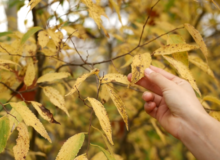 Photographie de la main d'une personne qui touche les feuilles jaunes d'un arbre en automne