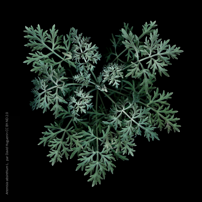 Absinthe, <i>Artemisia absinthium </i> L. par David Huguenin CC BY-ND 2.0