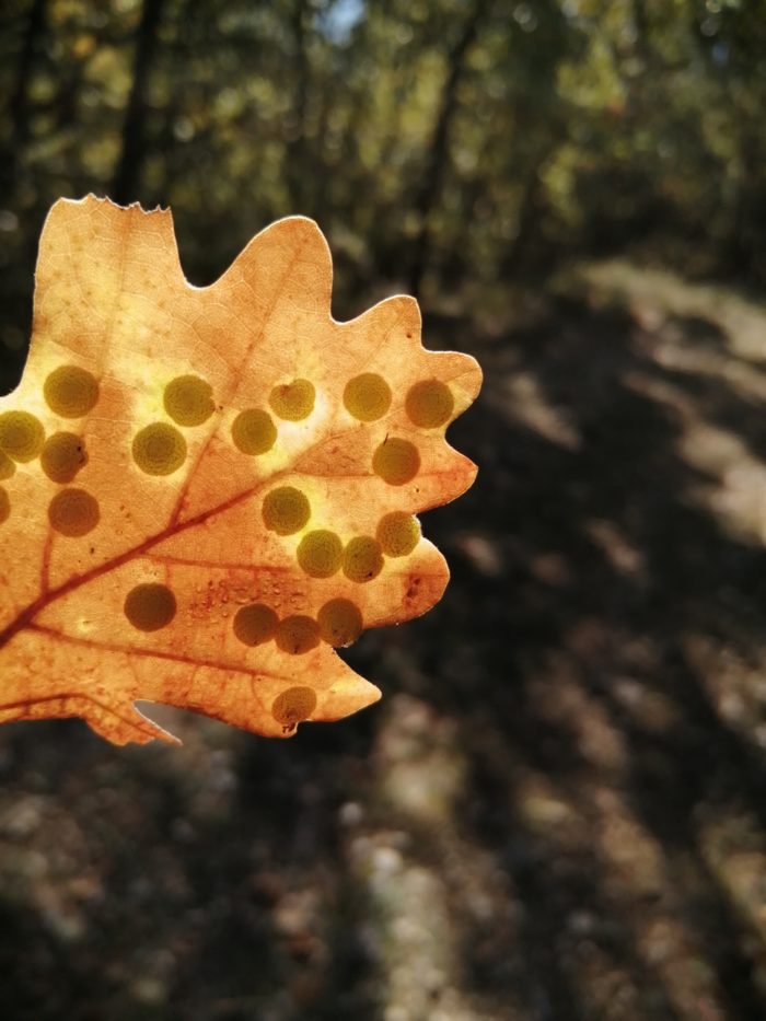 Quercus pubescens Willd. [1805] (bdtfx) par Alinegouirand