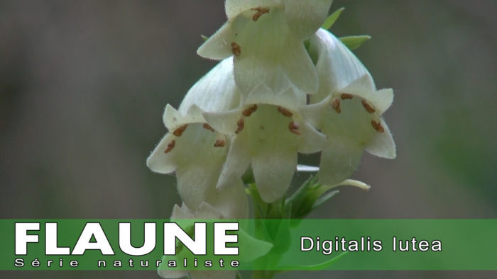 S2E08---Digitalis-lutea