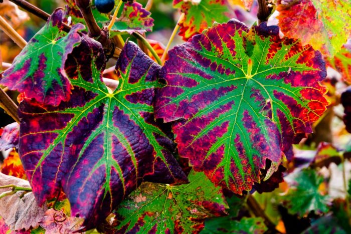 Vitis (vigne) (autre) par Daniel Petit