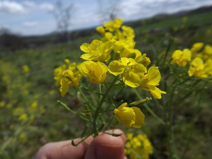 Brassica napus var. napus [Dét. Florent Beck]