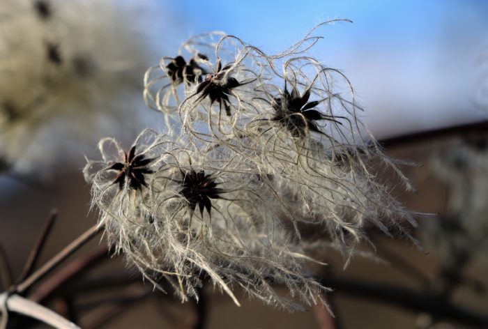 Clematis vitalba L. [1753] (bdtfx) par Gisèle Arliguie