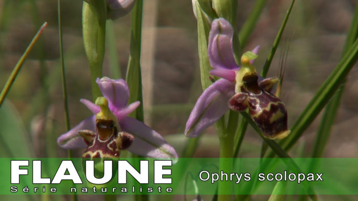 S2E12---Ophrys-scolopax