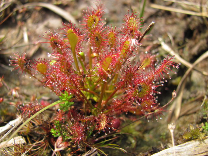 Drosera intermedia Hayne