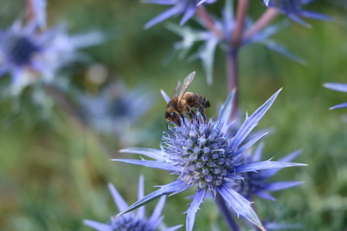 Eryngium bourgatii