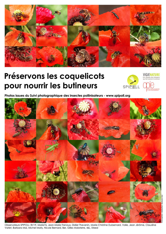 Préservons les coquelicots