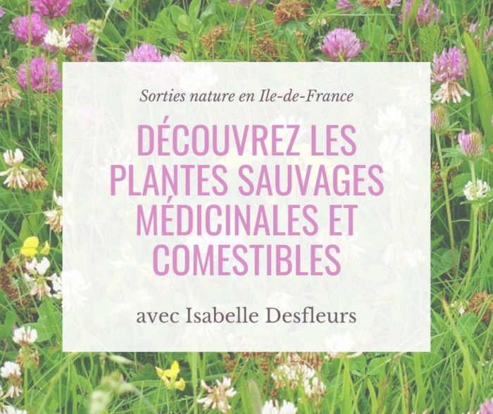 Sorties nature Plantes sauvages comestibles en Île-de-France