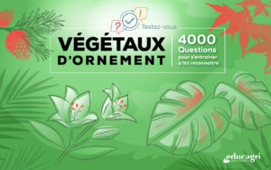 Vegetaux D Ornement 4000 Questions Pour S Entrainer A Les Reconnaitre Tela Botanica