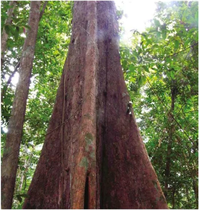 Cet arbre de la forêt amazonienne arbore de hauts contreforts qui lui assurent une meilleure assise au sol.