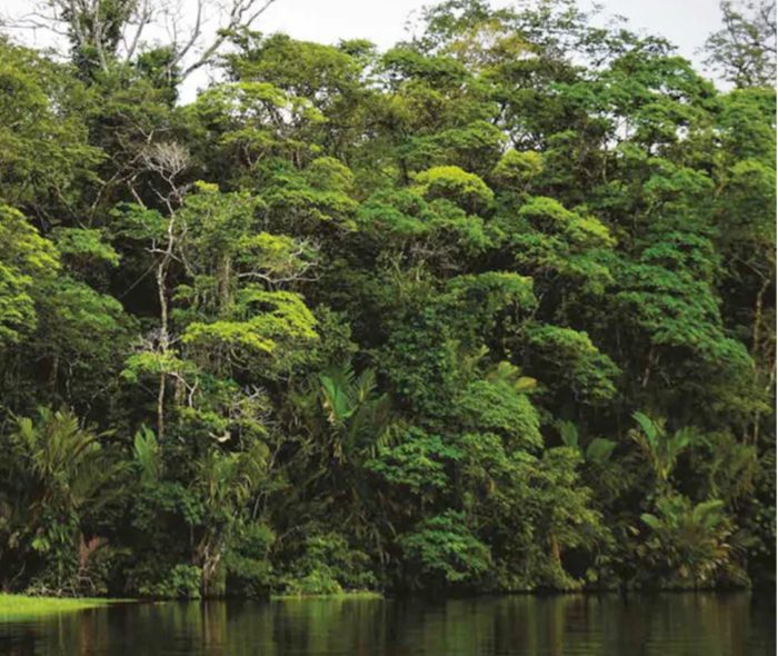 Les forêts tropicales sont apparues il y a près de 390 millions d’années.