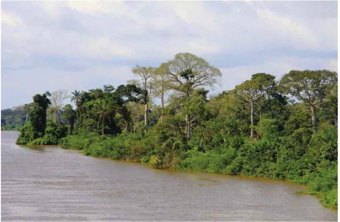 Une forêt semi-décidue, le long du fleuve Sassandra (Côte d’Ivoire), montre des arbres défeuillés et d’autres conservant leurs feuilles malgré la saison sèche.