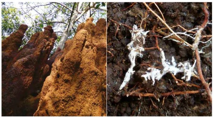 Les termites (G) accroissent la résistance des forêts tropicales à la sécheresse ; les mycorhizes (D), autant de champignons invisibles, mais essentiels aux arbres.