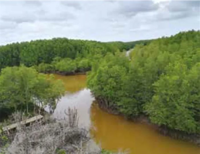 Vue aérienne des mangroves de Trat (Thaïlande), à proximité du village des pêcheurs ayant restauré les peuplements de palétuviers.