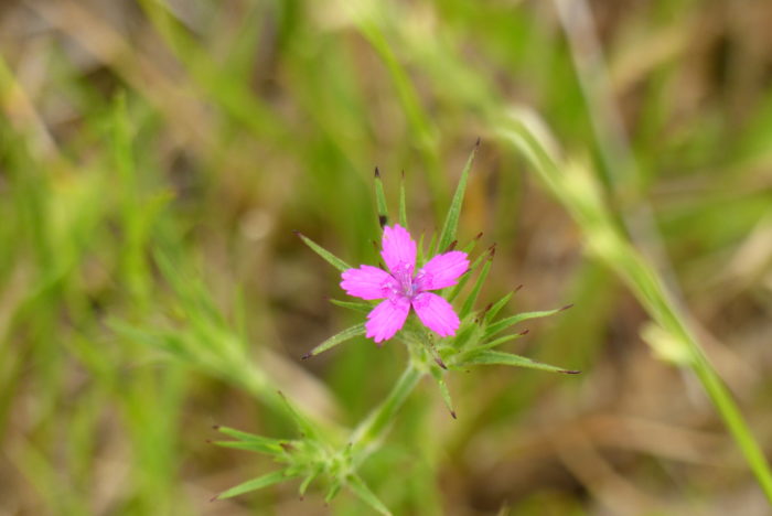 Dianthus armeria subsp. armeria